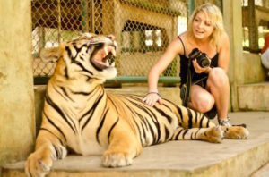 Mae Rim Attraction - Tiger Kingdom