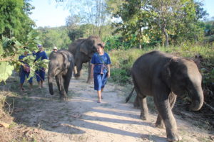 Mae Rim Attraction - Maerim Elephant Sanctuary