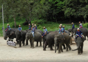 Mae Taeng Attraction - Maetaeng Elephant Park & Clinic